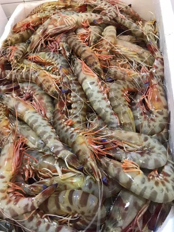 photo 2 – Balkan fish – Рибен пазар София